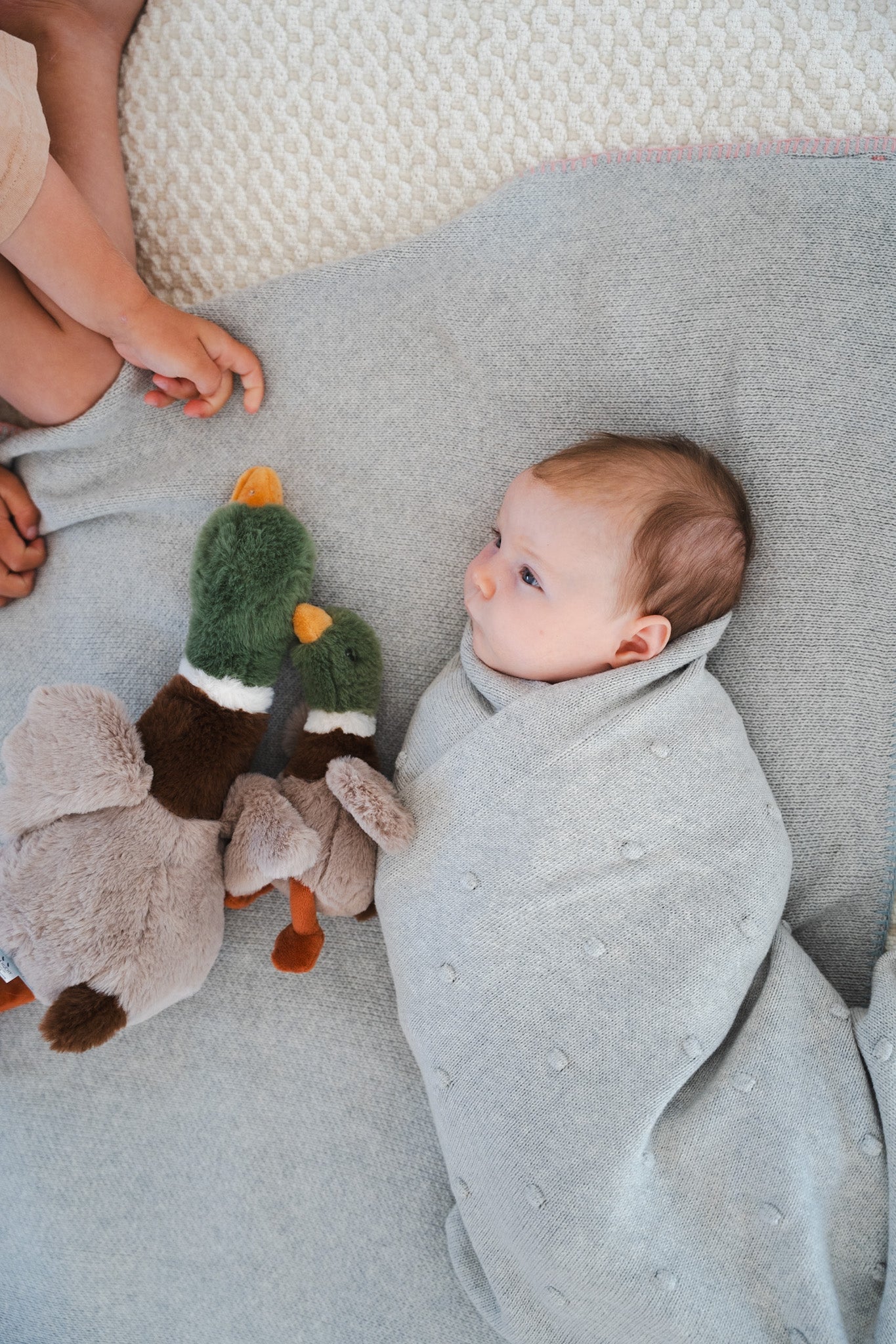 Hugo the Mallard Duck
