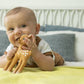 Fanfan the Fawn