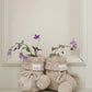 Toshi Organic Booties Yummy - Oatmeal
