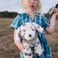 Debbie the Dalmation