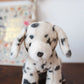 Debbie the Dalmation
