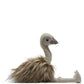 Eddie The Emu