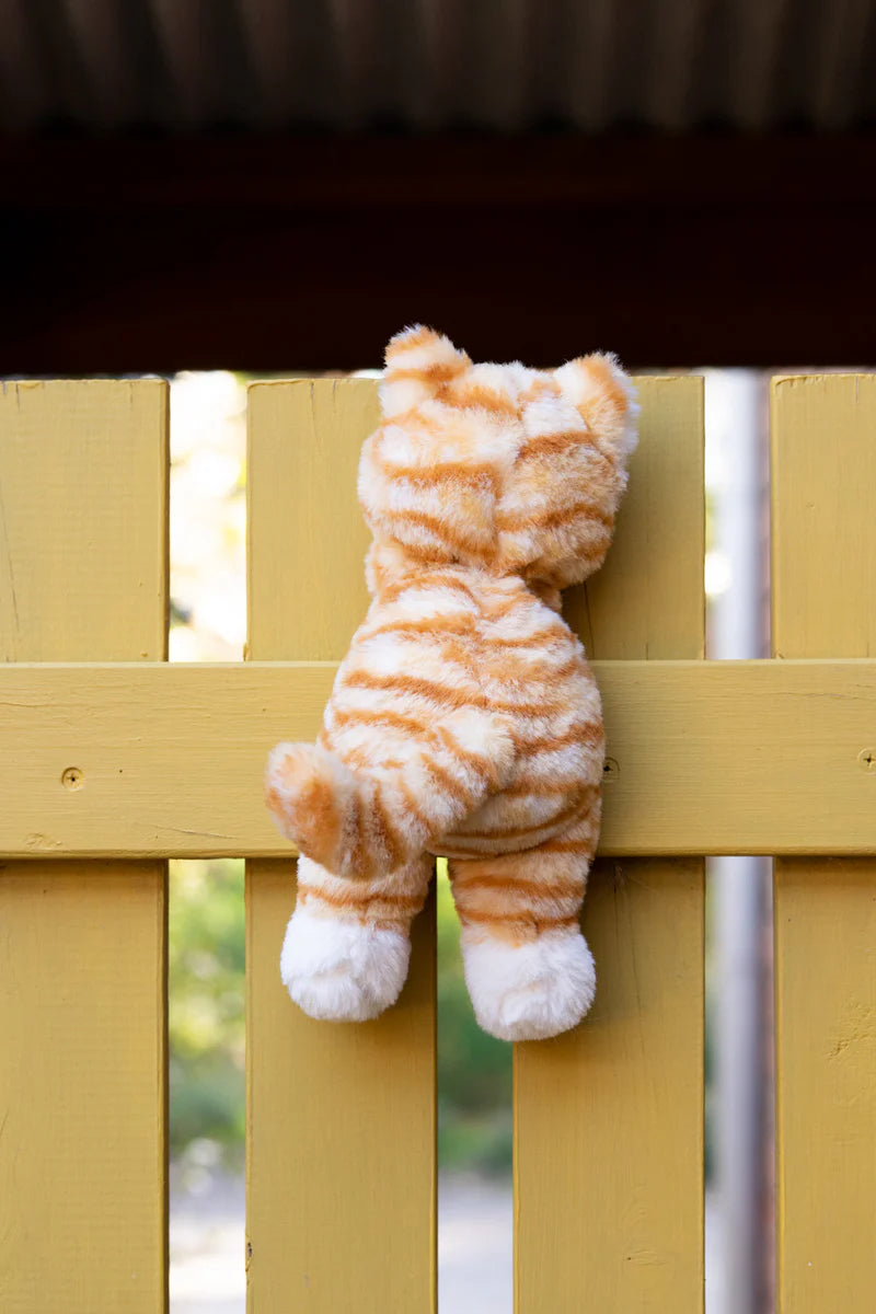 Ginger The Kitten