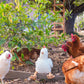 Henrietta the Hen Rattle (Cream)