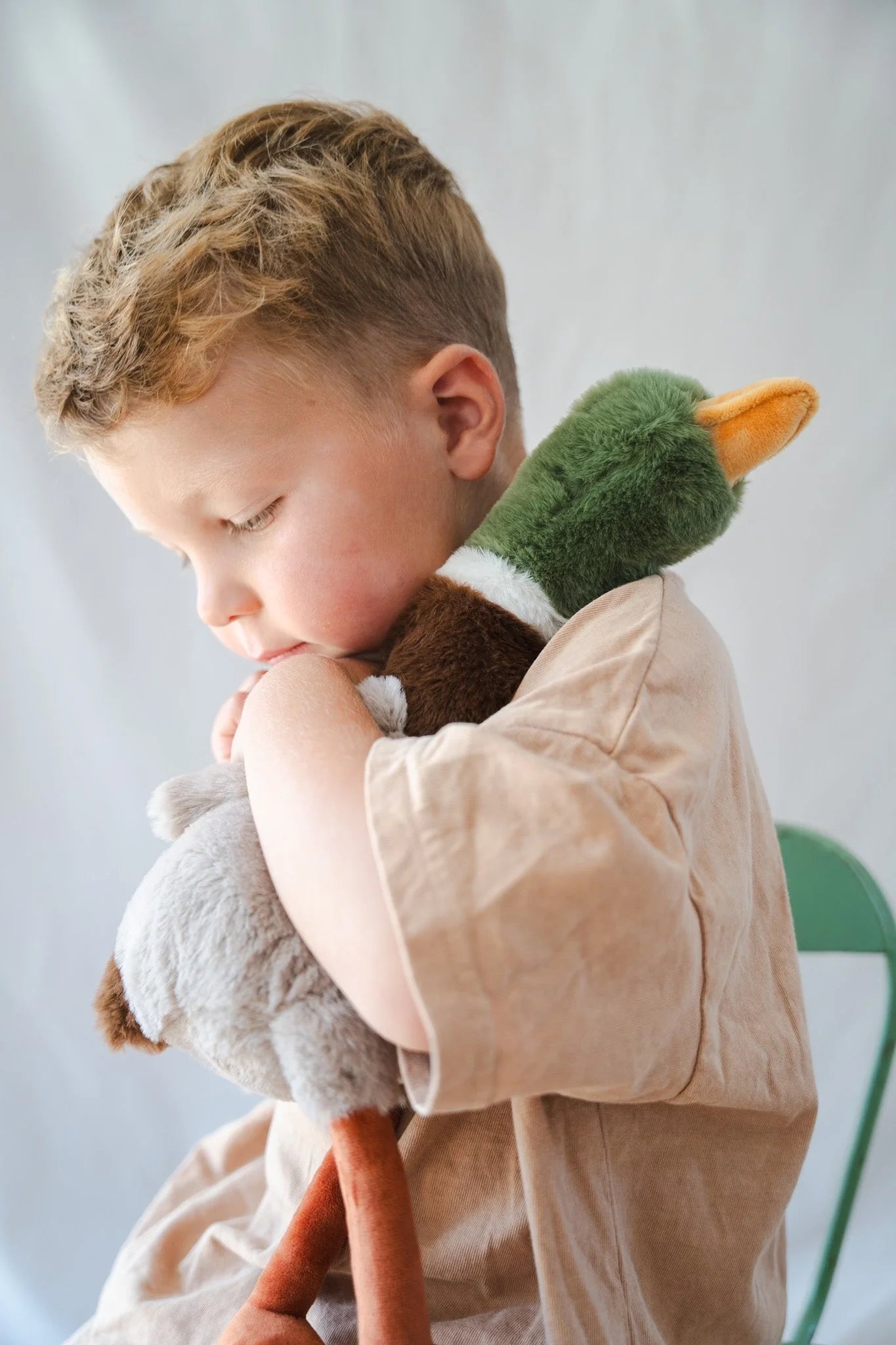 Hugo the Mallard Duck