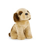 Coco The Shih Tzu