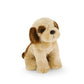 Coco The Shih Tzu