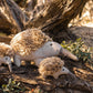 Mini Spike The Echidna Rattle