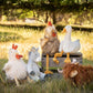 Rupert The Rooster